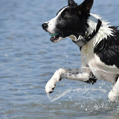 collier connecté chien sans abonnement gps temps reel chien dans eau