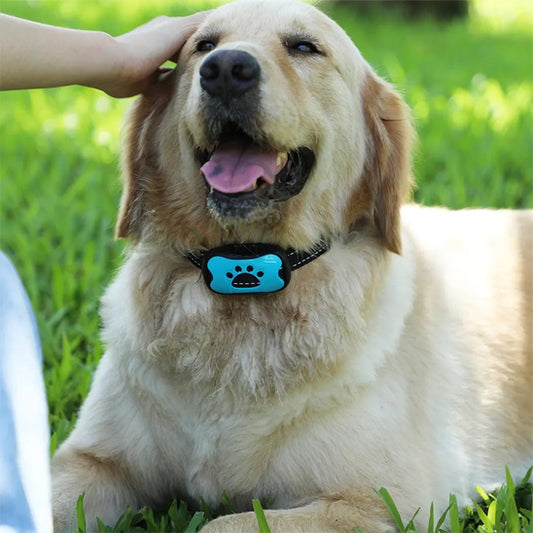 collier de dressage pour chien bleu pelouse