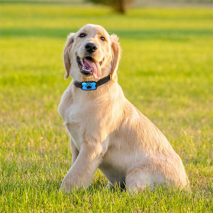 collier de dressage pour chien melodieux nature