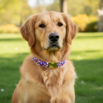 collier fluorescent chien assis sur le gazon vert FH ZSAX
