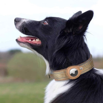 Collier GPS chien beige en nature respire