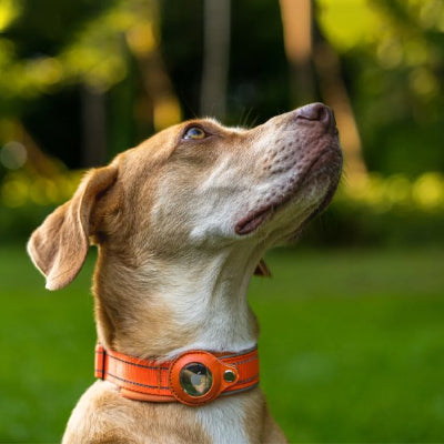 Collier GPS chien orange admire du beau temps 