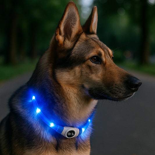 collier lumineux chien clairenet bleu nuit