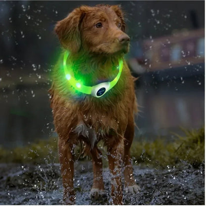 collier lumineux chien clairenet vert eclaboussure