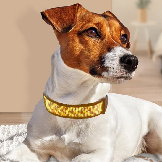 collier lumineux chien led jaune animation