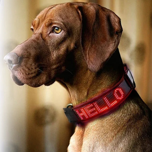 collier lumineux chien led rouge animation