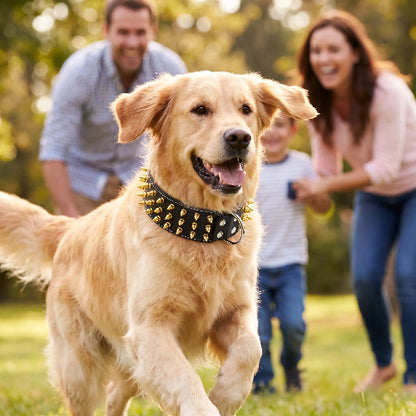 collier pour chien a pointe style rock en famille