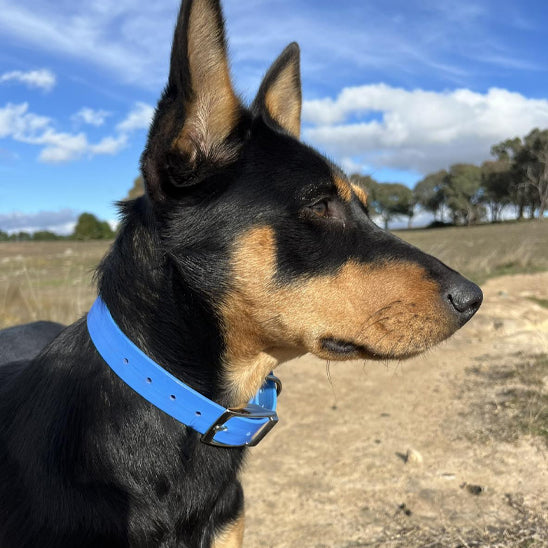 collier pour chien bleu arbre