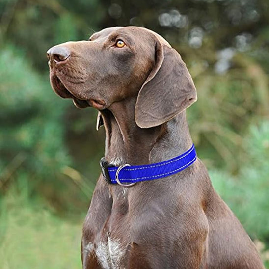 collier pour chien bleu indicatif 