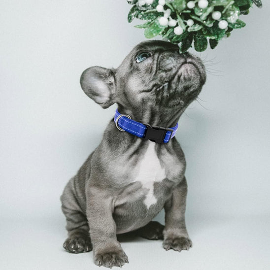 collier pour chien bleu petit indicatif