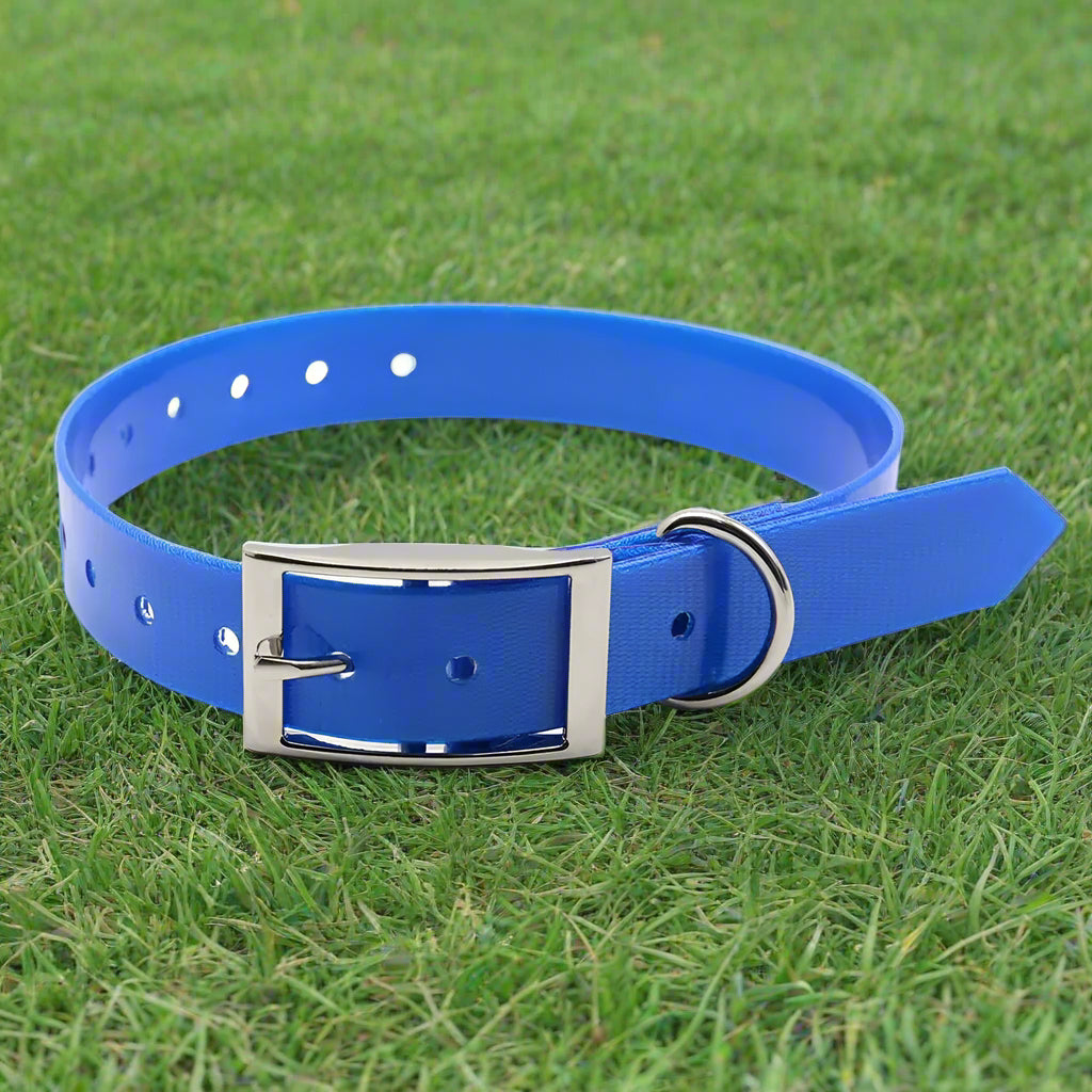collier pour chien bleu