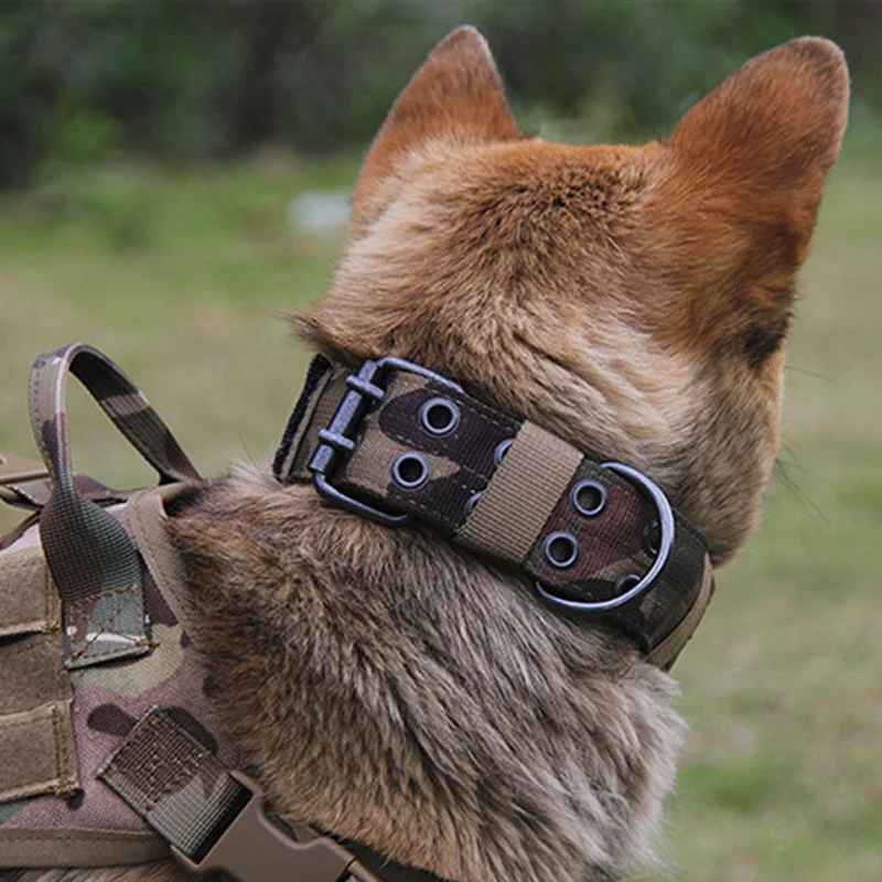 collier pour chien camouflage