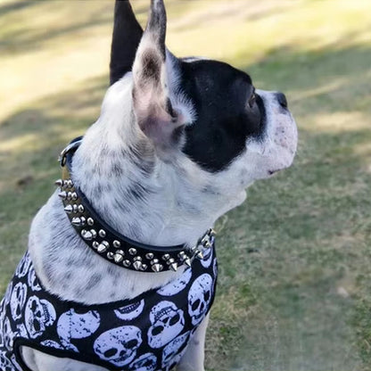 collier pour chien chiot cloue cloute