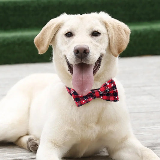 collier pour chien confortable au cou