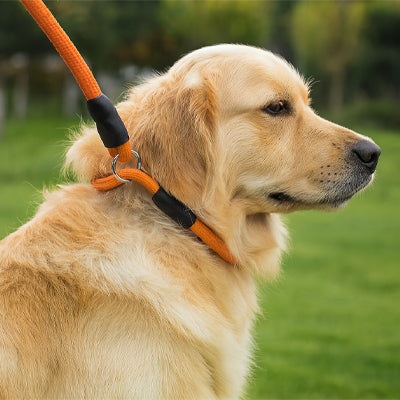 collier pour chien cou orange parc nsurete
