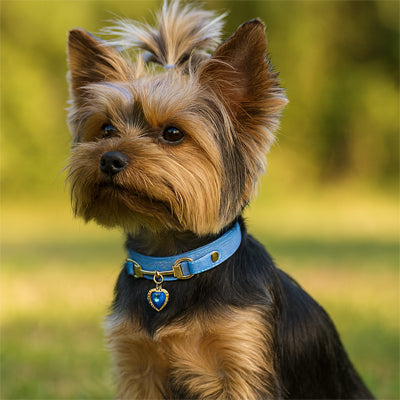collier pour chien dal extreme bleu petit