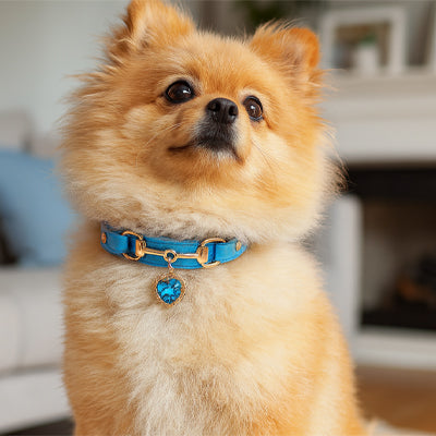 collier pour chien dal extreme bleu salon