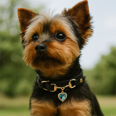 collier pour chien dal extreme noir petit