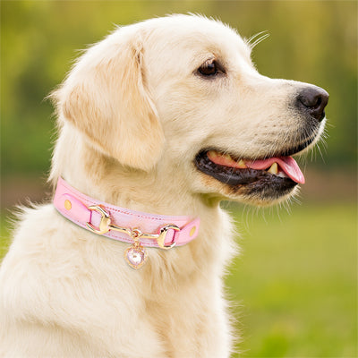 collier pour chien dal extreme rose parc