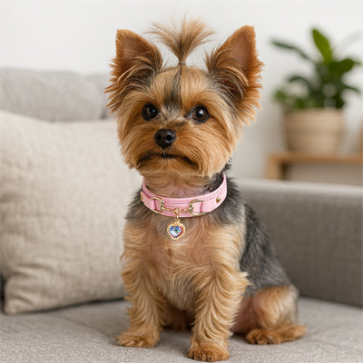 collier pour chien dal extreme salon petit rose