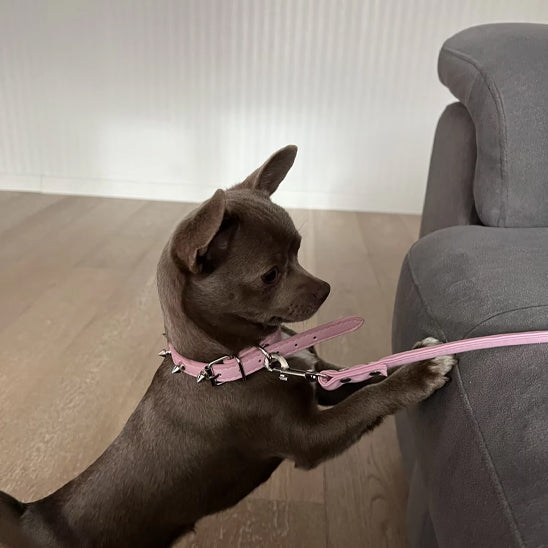 collier pour chien globalite petit