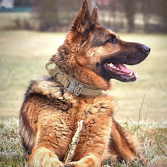 collier pour chien kaki gazon