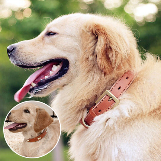 collier pour chien lumiere nature avec collier