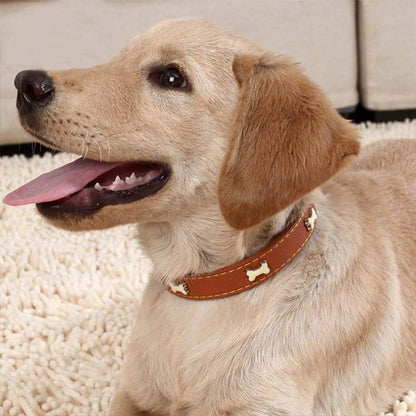 collier pour chien marron