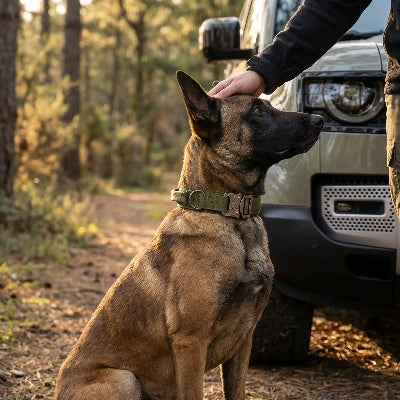 collier pour chien militaire contrôle  tactique devant une voiture avec son maitre