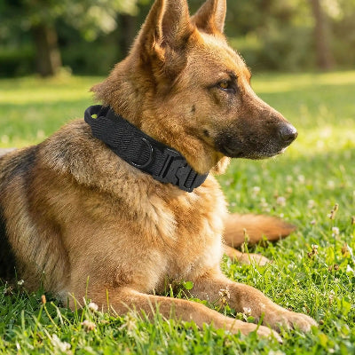 collier pour chien militaire forcecanine chien couche sur pelouse