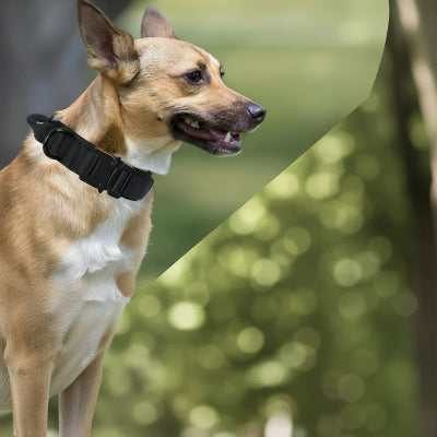 collier pour chien militaire forcecanine