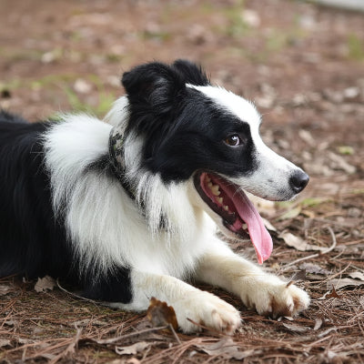 collier pour chien militaire robuste et camouflage couche