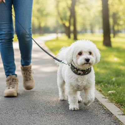 collier pour chien militaire robuste et camouflage se promene avec son maitre