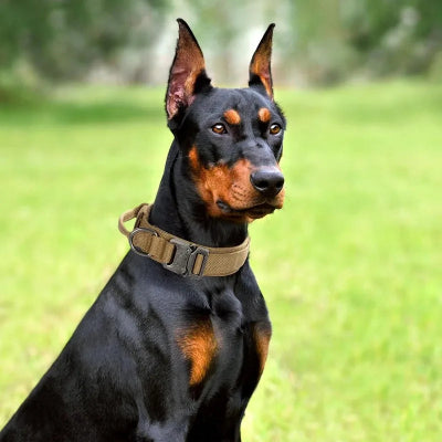collier pour chien militaire tactique renforcé marrron