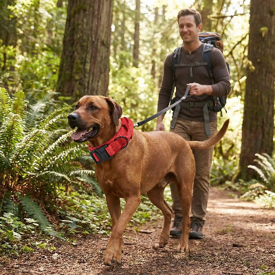 collier pour chien militaire tactique renforcé rouge dans la foret maitre