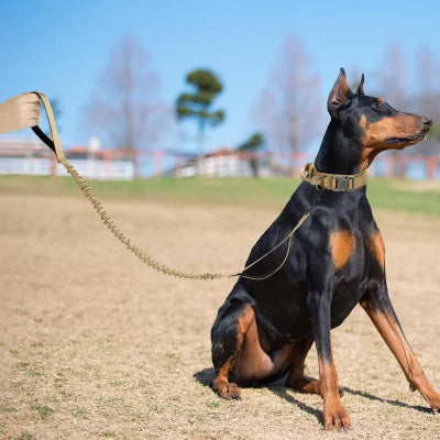 collier pour chien militaire tactique renforcé 