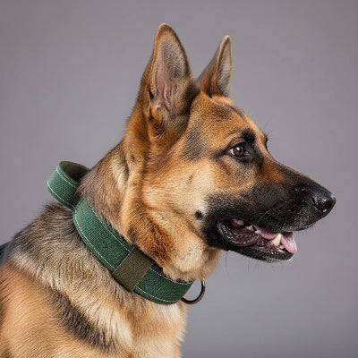 collier pour chien militaire ultra renforcée vert