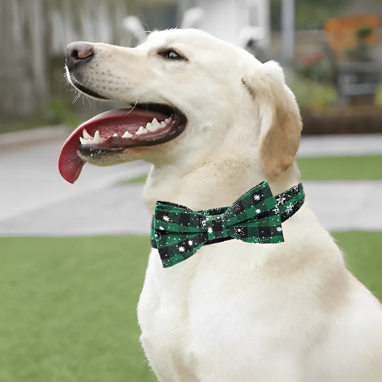 collier pour chien noeud papillon vert