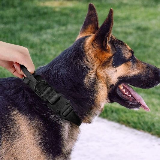 collier pour chien noir militaire main