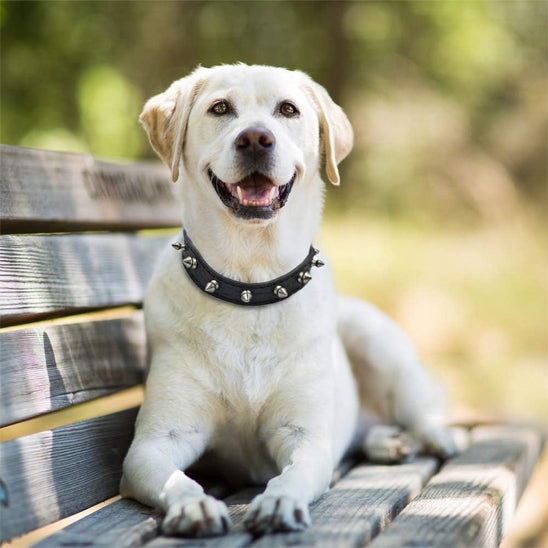collier pour chien noir pointe banc