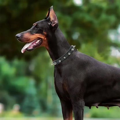 collier pour chien noir pointe nature