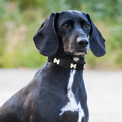 collier pour chien noir