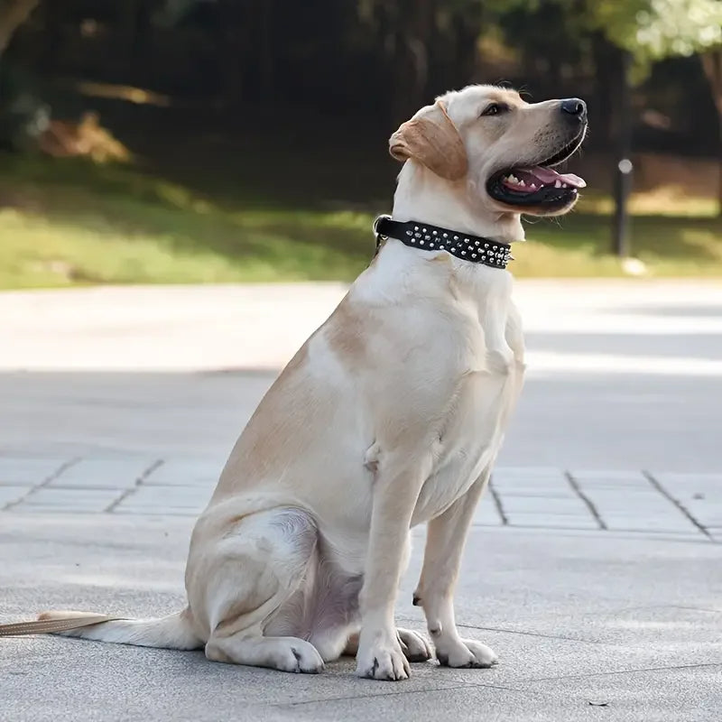collier pour chien patte cloute