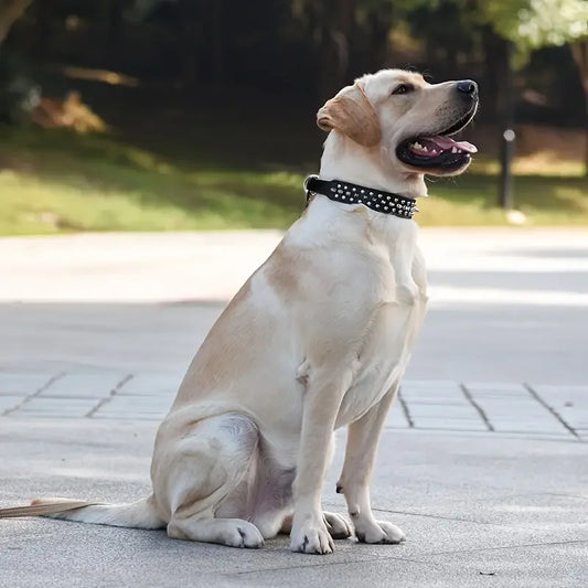 collier pour chien patte
