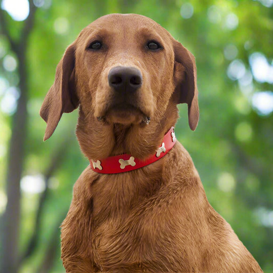 collier pour chien rouge nonos foret