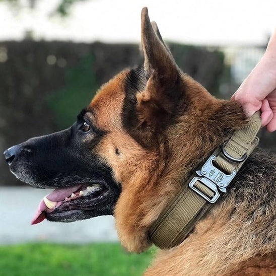 collier pour chien vert militaire