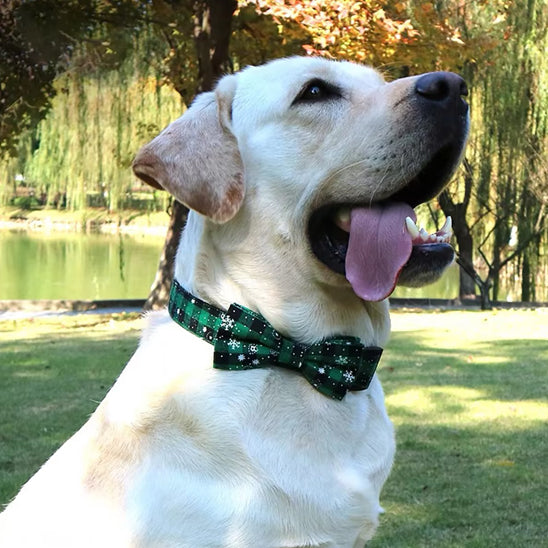 collier pour chien vert papillon
