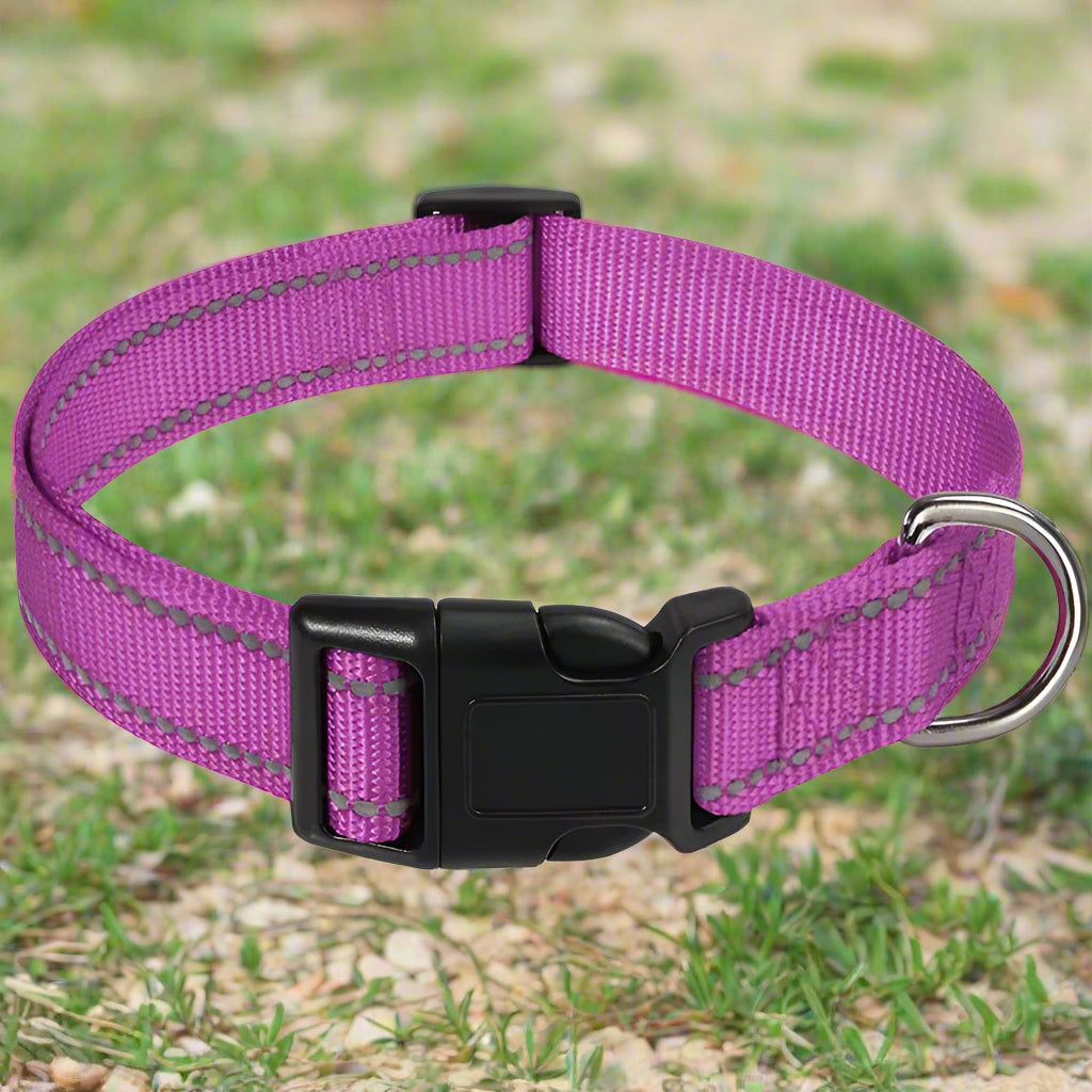 collier pour chien violet éblouissant 