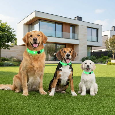 colliers lumineux pour chiens petit moyen grand assis devant maison pelouse