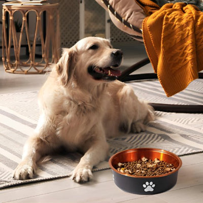 Gamelle chien antidérapante et durable avec nourriture 